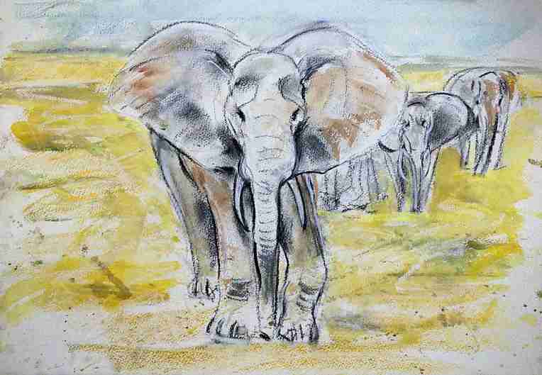 elefants
